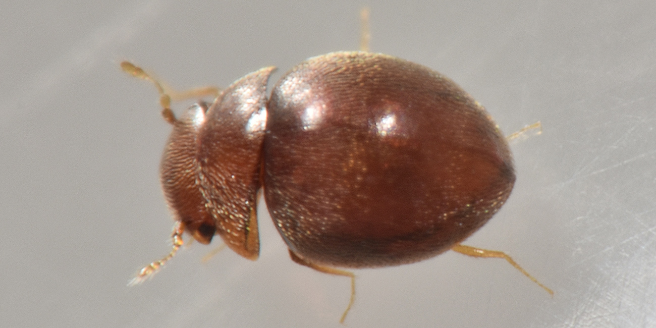 Clambidae: Loricaster testaceus? S.